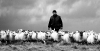 52 Rounding up the Sheep - Swansea